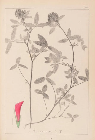 Louis Antoine Cusin - Herbier de la flore franaise Pl0324.webp
