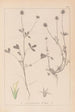Herbier de la flore française Pl0329 - Louis Antoine Cusin — Ansicht des Kunstwerks