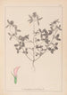 Herbier de la flore française Pl0331 - Louis Antoine Cusin — Ansicht des Kunstwerks