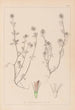 Herbier de la flore française Pl0332 - Louis Antoine Cusin — Ansicht des Kunstwerks