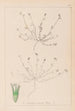 Herbier de la flore française Pl0337 - Louis Antoine Cusin — Ansicht des Kunstwerks