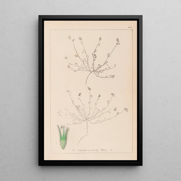 Louis Antoine Cusin - Herbier de la flore franaise Pl0337.webp