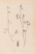 Herbier de la flore française Pl0340 - Louis Antoine Cusin — Ansicht des Kunstwerks