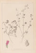 Herbier de la flore française Pl0345 - Louis Antoine Cusin — Ansicht des Kunstwerks