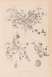 Herbier de la flore française Pl0346 - Louis Antoine Cusin — Ansicht des Kunstwerks