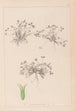 Herbier de la flore française Pl0350 - Louis Antoine Cusin — Ansicht des Kunstwerks
