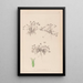 Herbier de la flore française Pl0350 - Louis Antoine Cusin — gerahmtes Bild an der Wand