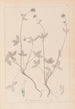 Herbier de la flore française Pl0352 - Louis Antoine Cusin — Ansicht des Kunstwerks