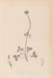 Herbier de la flore française Pl0353 - Louis Antoine Cusin — Ansicht des Kunstwerks