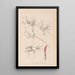 Herbier de la flore française Pl0354 - Louis Antoine Cusin — gerahmtes Bild an der Wand