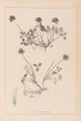 Herbier de la flore française Pl0356 - Louis Antoine Cusin — Ansicht des Kunstwerks