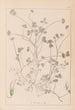 Herbier de la flore française Pl0358 - Louis Antoine Cusin — Ansicht des Kunstwerks