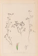 Herbier de la flore française Pl0363 - Louis Antoine Cusin — Ansicht des Kunstwerks