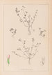 Herbier de la flore française Pl0364 - Louis Antoine Cusin — Ansicht des Kunstwerks