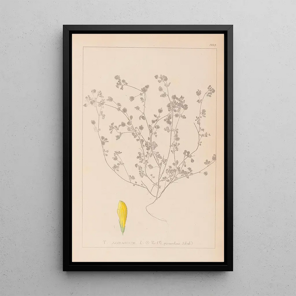Louis Antoine Cusin - Herbier de la flore franaise Pl0369.webp