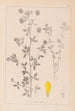 Herbier de la flore française Pl0370 - Louis Antoine Cusin — Ansicht des Kunstwerks
