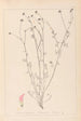 Herbier de la flore française Pl0373 - Louis Antoine Cusin — Ansicht des Kunstwerks