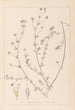Herbier de la flore française Pl0376 - Louis Antoine Cusin — Ansicht des Kunstwerks