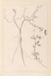 Herbier de la flore française Pl0379 - Louis Antoine Cusin — Ansicht des Kunstwerks