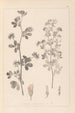 Herbier de la flore française Pl0381 - Louis Antoine Cusin — Ansicht des Kunstwerks
