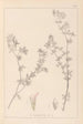 Herbier de la flore française Pl0382 - Louis Antoine Cusin — Ansicht des Kunstwerks