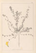 Herbier de la flore française Pl0385 - Louis Antoine Cusin — Ansicht des Kunstwerks