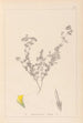 Herbier de la flore française Pl0387 - Louis Antoine Cusin — Ansicht des Kunstwerks