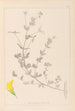 Herbier de la flore française Pl0389 - Louis Antoine Cusin — Ansicht des Kunstwerks