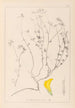 Herbier de la flore française Pl0390 - Louis Antoine Cusin — Ansicht des Kunstwerks