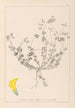 Herbier de la flore française Pl0391 - Louis Antoine Cusin — Ansicht des Kunstwerks