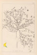 Herbier de la flore française Pl0392 - Louis Antoine Cusin — Ansicht des Kunstwerks