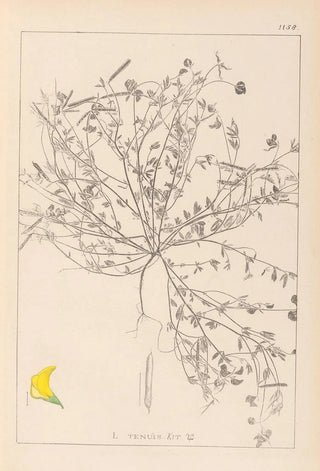 Louis Antoine Cusin - Herbier de la flore franaise Pl0392.webp