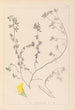 Herbier de la flore française Pl0394 - Louis Antoine Cusin — Ansicht des Kunstwerks