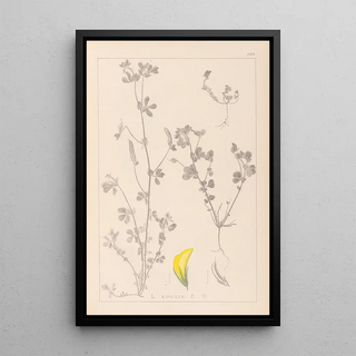 Louis Antoine Cusin - Herbier de la flore franaise Pl0397.webp