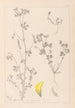 Herbier de la flore française Pl0397 - Louis Antoine Cusin — Ansicht des Kunstwerks
