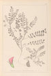 Herbier de la flore française Pl0398 - Louis Antoine Cusin — Ansicht des Kunstwerks