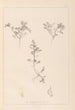 Herbier de la flore française Pl0401 - Louis Antoine Cusin — Ansicht des Kunstwerks