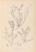 Herbier de la flore française Pl0402 - Louis Antoine Cusin — Ansicht des Kunstwerks