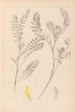 Herbier de la flore française Pl0403 - Louis Antoine Cusin — Ansicht des Kunstwerks