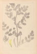 Herbier de la flore française Pl0404 - Louis Antoine Cusin — Ansicht des Kunstwerks