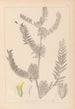 Herbier de la flore française Pl0406 - Louis Antoine Cusin — Ansicht des Kunstwerks
