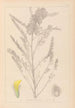 Herbier de la flore française Pl0407 - Louis Antoine Cusin — Ansicht des Kunstwerks