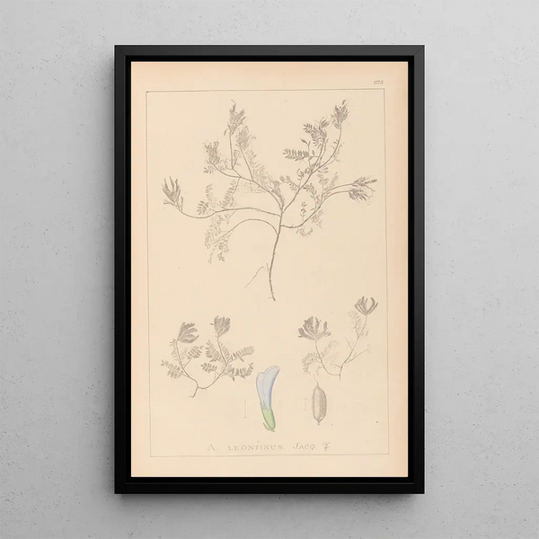Louis Antoine Cusin - Herbier de la flore franaise Pl0409.webp