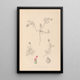 Louis Antoine Cusin - Herbier de la flore franaise Pl0410.webp