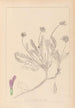 Herbier de la flore française Pl0412 - Louis Antoine Cusin — Ansicht des Kunstwerks