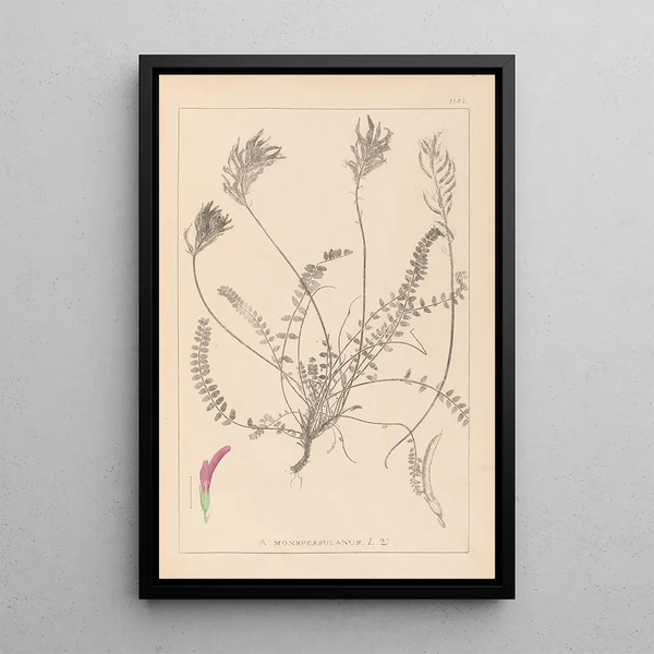 Louis Antoine Cusin - Herbier de la flore franaise Pl0416.webp