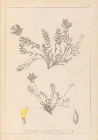 Louis Antoine Cusin - Herbier de la flore franaise Pl0422.webp