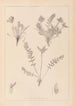 Herbier de la flore française Pl0424 - Louis Antoine Cusin — Ansicht des Kunstwerks
