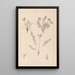 Herbier de la flore française Pl0424 - Louis Antoine Cusin — gerahmtes Bild an der Wand