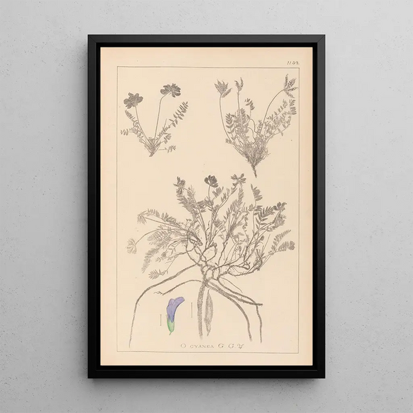 Louis Antoine Cusin - Herbier de la flore franaise Pl0426.webp